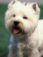 /album/fenykepgaleria/westie3-jpg/