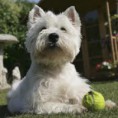 /album/fenykepgaleria/westie4-jpg2/