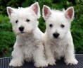 /album/fenykepgaleria/westie5-jpg/