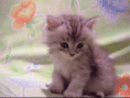 /album/fenykepgaleria/a160g6005g633-gif/