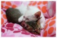 /album/fenykepgaleria/images-64-jpeg/